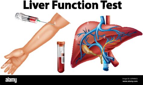 Set of liver function test for education Stock Vector Image & Art - Alamy