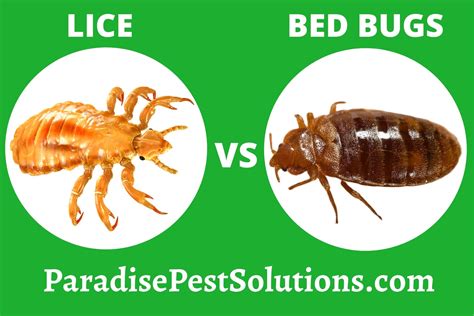 Lice vs Bed Bugs And How They Are Similar To Each Other