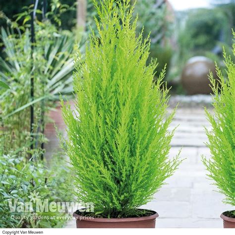 Cypress 'Goldcrest' | Van Meuwen | Potted strawberry plants, Scent ...