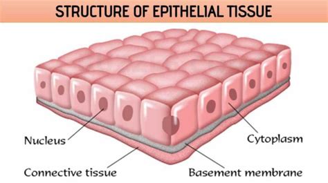 Structure of Epithelial Tissue | Free Biology Notes - Rajus Biology