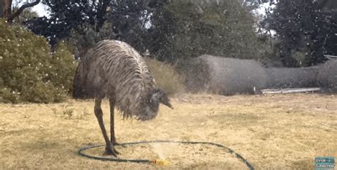 An Emu Discovers A Sprinkler And Has The Best Reaction Ever