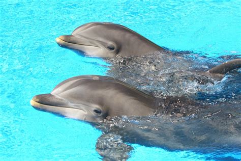 Secret Garden and Dolphin Habitat at Mirage to Close Permanently ...