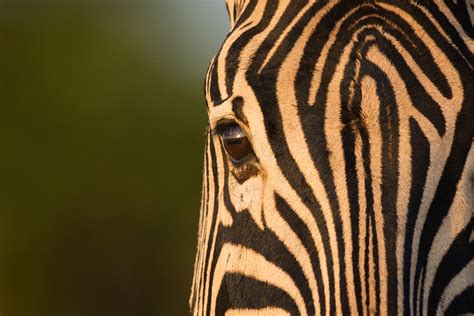 Underneath the zebra’s stripes | Nature Research Ecology & Evolution ...