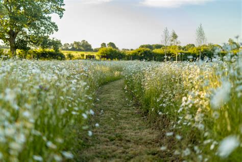 Creating a Wildflower Meadow - Nicholsons Garden Design