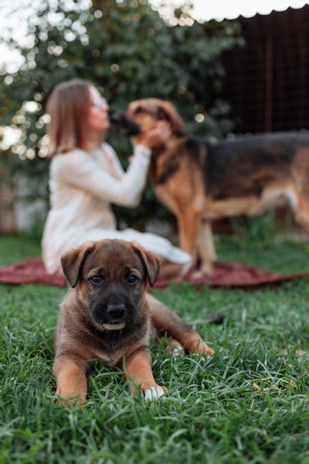 Brown and White Corgi Mix · Free Stock Photo