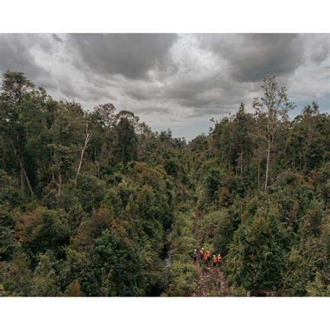 Indonesia Shows It’s Possible to Tame Rainforest Destruction - WSJ