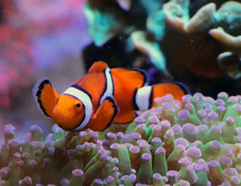 Tips to get clownfish to use a host anemone - Marine Depot Blog