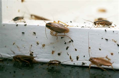 Signs of Cockroaches - How to Tell If You Have a Roach Infestation