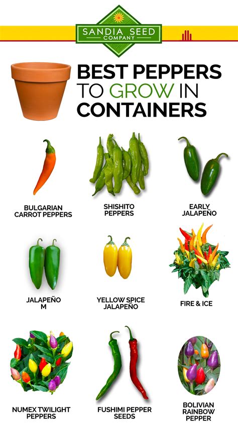 Best Peppers to Grow in Containers – Sandia Seed Company