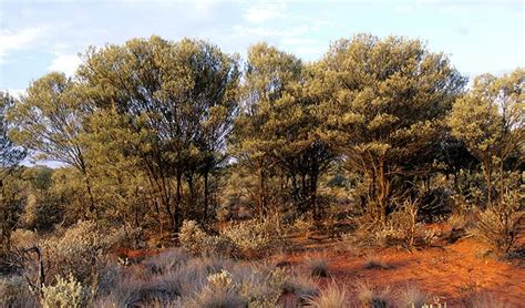 Mulga | Australian native plants | NSW National Parks