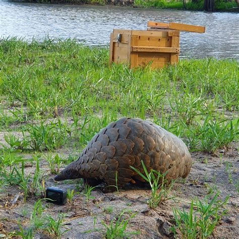 Supporting Pangolin Conservation | Nature Picture Library