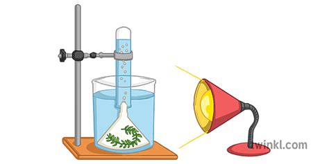 Light Intensity Photosynthesis Experiment Illustration - Twinkl