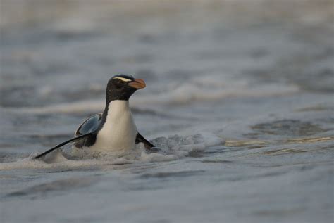 Fiordland Crested Penguin | Crested penguin, Penguins, Crest