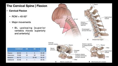 Cervical Flexion & Extension BIOMECHANICS - YouTube