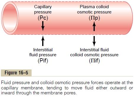 Osmotic Pressure And Hydrostatic Pressure