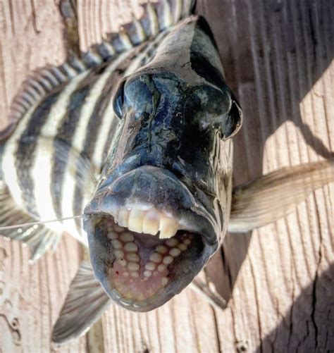 5 Fascinating Facts About Fish Teeth You Didn't Know