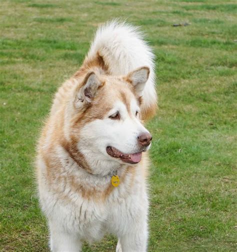 Alaskan Malamute Pure White Deals Online | www.pinnaxis.com