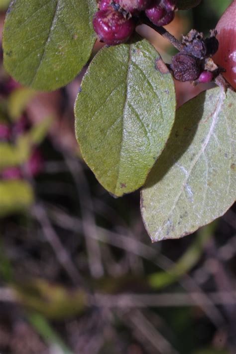 Symphoricarpos orbiculatus (red snowberry): Go Botany