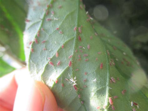 Aphids in High Tunnels | Purdue University Vegetable Crops Hotline