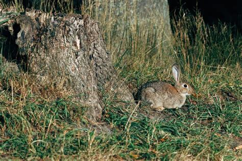 Wild Coney Rabbit in Natural Surrounding, Wildlife Animal in Park Stock ...