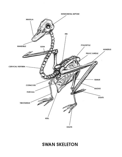 Swan Skeleton Poster by pigsnacks on DeviantArt
