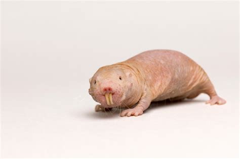 Naked Mole Rat (Heterocephalus glaber) - Joel Sartore