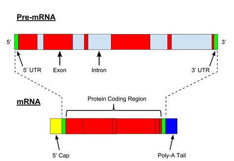 Precursor mRNA - Wikipedia