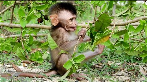 Wow! Baby monkey Nana playing fun under a The guava tree When the baby ...