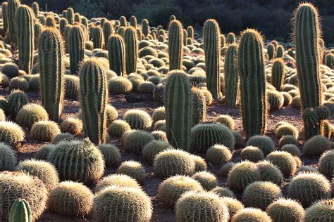 Weird Plant #2 Tiny Pink Flowers * Live Cactus Plant 4 Pot Rare Cactus ...