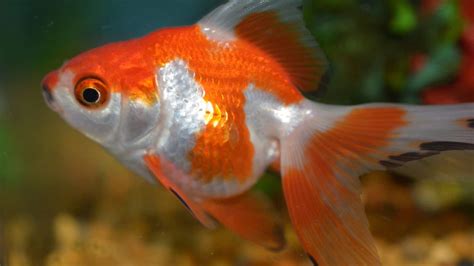 Our Full Guide to Caring for Ryukin Goldfish