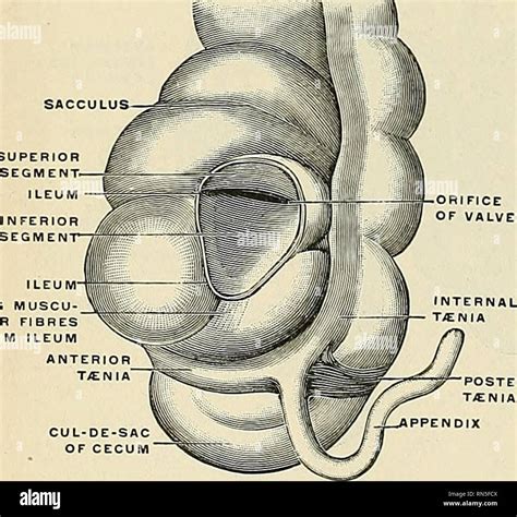 Ileocecal Valve Model