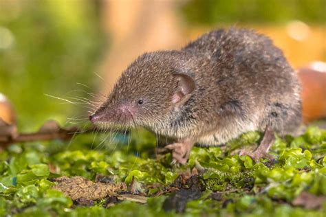 Common Shrew (Sorex araneus) - www.birdwords.co.uk