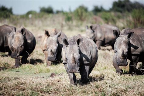 South African Rhino Poaching Falls 11% in First Half, But New Fronts ...