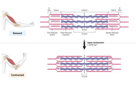 Sarcomere: Definition, Structure, Diagram, And Functions, 53% OFF