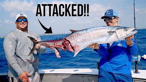 Crazy kingfish fishing, barracuda attack and hammerhead