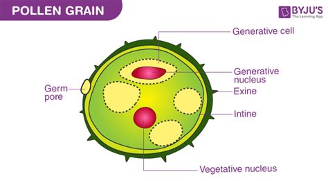 What Is The Function Of Pollen Grains?