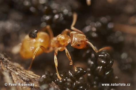 Yellow meadow Ant Photos, Yellow meadow Ant Images, Nature Wildlife ...