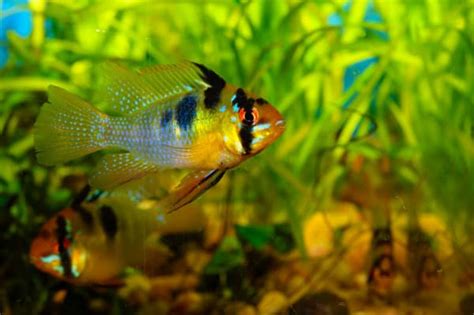 Ram Cichlid Types - Aquarium Labs