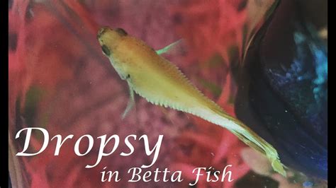 Dropsy in Betta Fish | Fishkeeping World