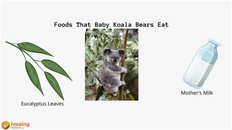 What Do Baby Koala Bears Eat? - Feeding Nature