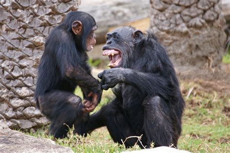 Laughing Chimpanzees - California Academy of Sciences