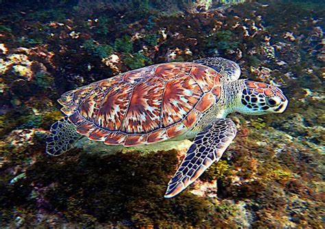 Hawksbill Turtle | The Animal Facts | Appearance, Diet, Habitat, Behavior