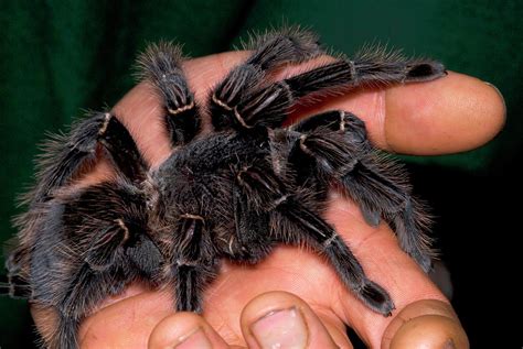 Bird-eating Spider Photograph by Nigel Downer - Pixels