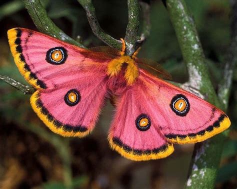 Pink moth species - Lepidoptera | Moth species, Pink moth, Moth