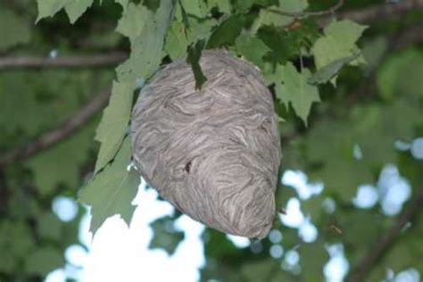 Bee Nest Identification ABC Humane Wildlife Control And Prevention ...