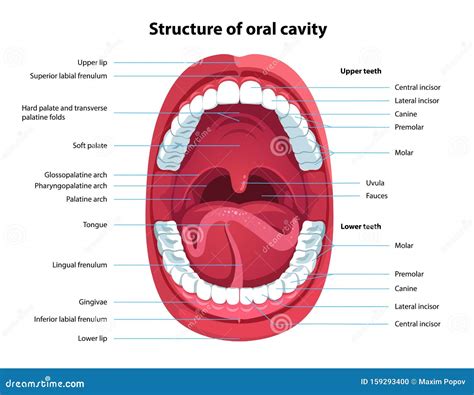 Inside Mouth Anatomy