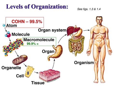 PPT - Welcome to Human Anatomy PowerPoint Presentation, free download ...