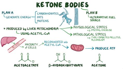 Ketone body metabolism - Osmosis