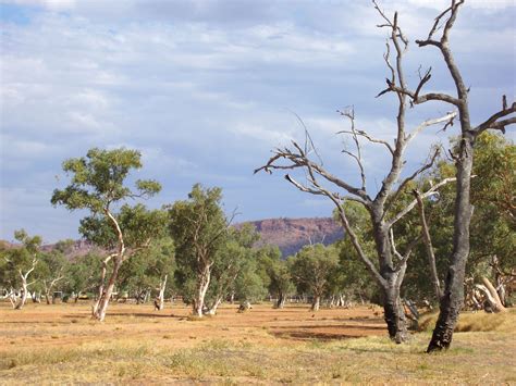 Australian arid zone bushland near Alice Springs | Stock images free ...