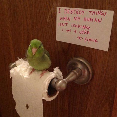 Hilarious Bird Shaming Photos. And They Don’t Look Sorry! | Funny ...